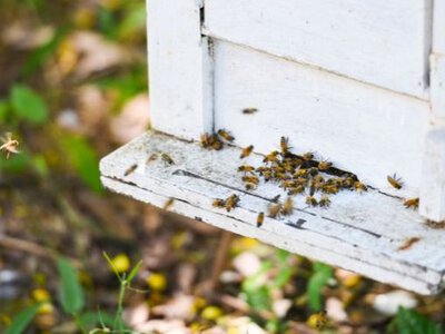 Реєстрація пасік: новий стандарт для українських бджолярів