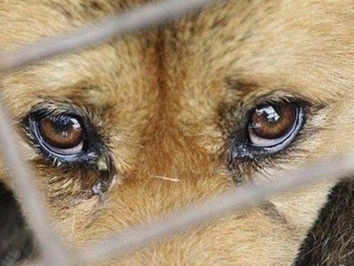 На Житомирщині 35‑річний чоловік потрапив під слідство за жорстоке поводження з собакою