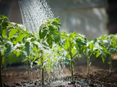 Підживлення томатів: 5 рецептів для щедрого врожаю