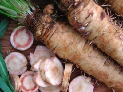 Вівсяний корінь: як виростити коренеплід зі смаком устриць