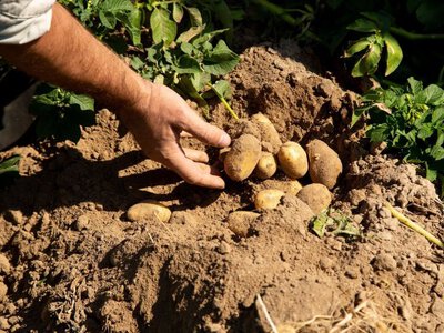 Житомир переходить на хліб і картоплю: м’ясо та молочні продукти стають розкішшю