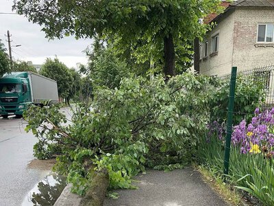 У Житомирі дерево впало і перекрило тротуар. ФОТО