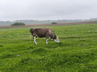 Худоба на Житомирщині: селяни масово відмовляються від корів