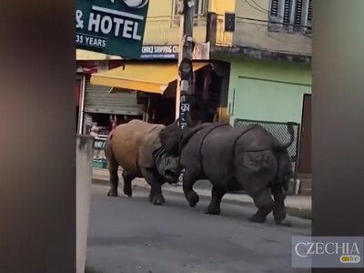 У Непалі двотонні носороги влаштували бійку в місті. Відео