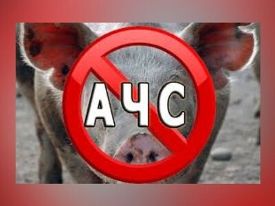 На Дніпропетровщині зафіксували спалах африканської чуми свиней