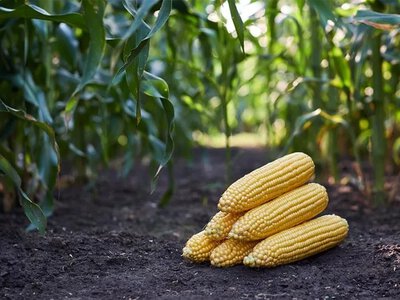 Кукурудза лідирує у весняній посівній