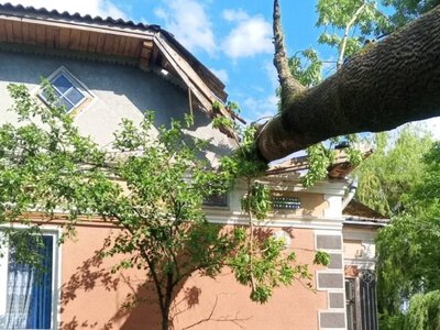 На Козівщині дерево впало на будинок 