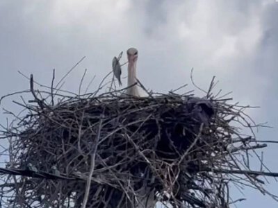 На Вінниччині родина допомагає висидіти пташенят лелеці, яка залишилася без пари