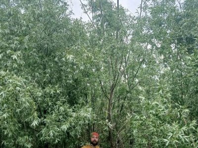 На місці колишнього Каховського водосховища виріс унікальний дикий ліс (ФОТО)