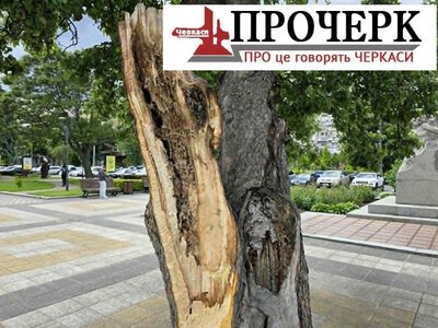 Поблизу драмтеатру під час негоди відламало гілку старої яблуні (ВІДЕО)