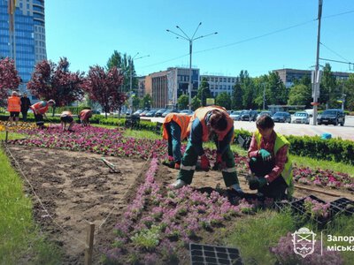 Тисячі квітів прикрасять Майдан Героїв: на одній з головних клумб Запоріжжя з'являться живі орнаменти (фото, відео)