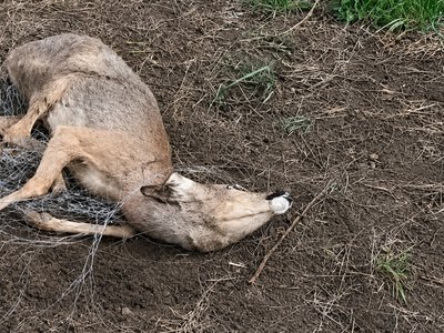 Великі серця Дніпропетровщини: пасічник урятував сарну з пастки біля протитанкових ровів