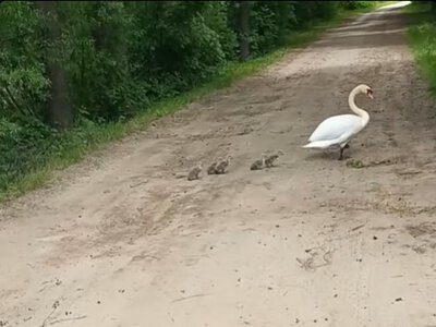 Життя триває: на Кролевеччині лебеді вивели пташенят