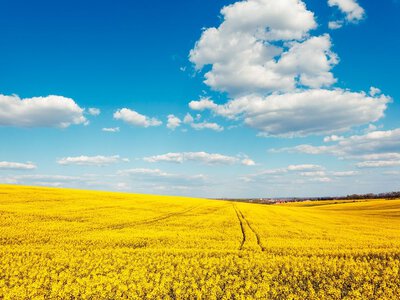 Земля і будинок у шлюбі: кому належить майно після приватизації