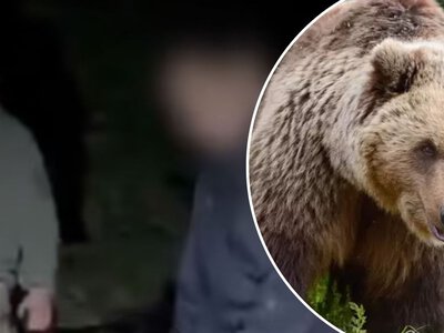 Плани зруйнувала ведмедиця: киянин заліз на дерево під час спроби незаконно перетнути кордон