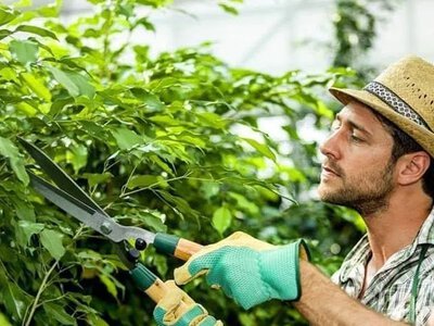 Українські фрукти та ягоди: нові експортні горизонти