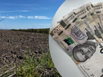 Ціни на землю в Україні зростають: скільки коштуватиме гектар на кінець 2026 року
