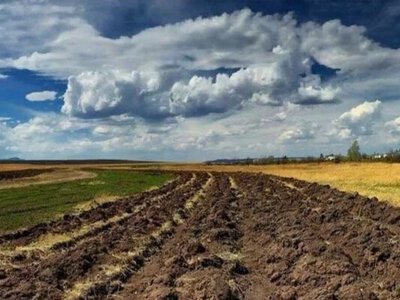 Земля на Одещині стала однією з найдешевших в Україні
