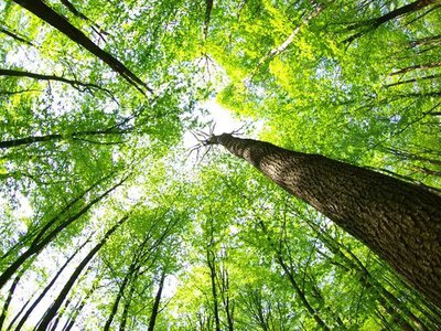 На місці Каховського водосховища сформувалася унікальна екосистема — науковці