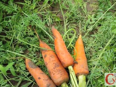 Секрет ідеальної грядки: чим підживити моркву в червні, щоб отримати великі, солодкі та рівні коренеплоди