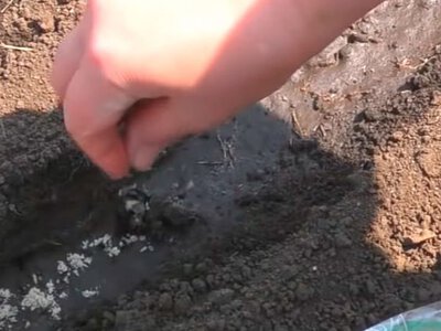 Ефективний метод висіву моркви у відкритий ґрунт без потреби в проріджуванні