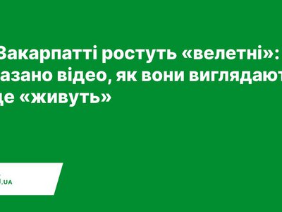  На Закарпатті ростуть «велетні»: показано відео, як вони виглядають та де «живуть» 
