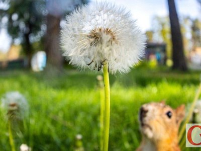 На початку літа Житомир і область накриють невеликі дощі: прогноз погоди