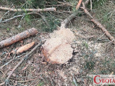 Три незаконно зрубані дерева: на Житомирщині порушнику нарахували майже 25 тис. грн збитків