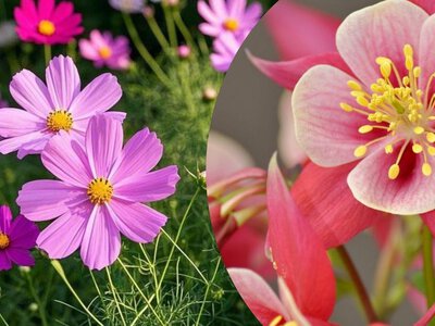 8 квітів, які достатньо просто розсипати по ґрунту на початку літа – і вони цвістимуть роками