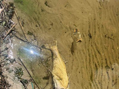 У Черкасах фахівці з’ясовують причини загибелі риби у водоймі