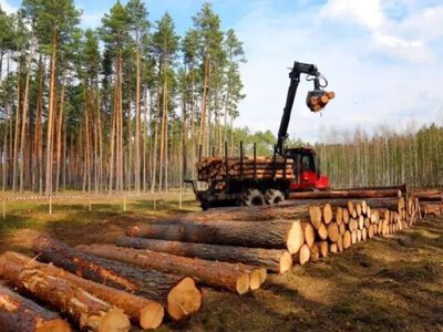 ДП «Ліси України» заплатило майже 800 тисяч гривень за незаконну вирубку дерев на Дніпропетровщині