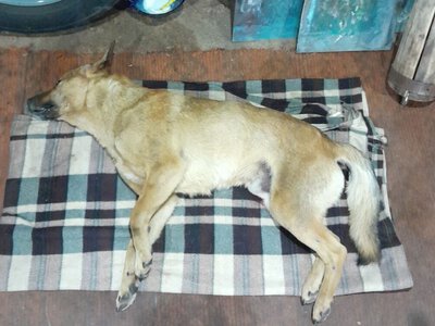 “Помирала в страшних судомах”: у Шполі зооволонтери оголосили винагороду за інформацію про догхантера