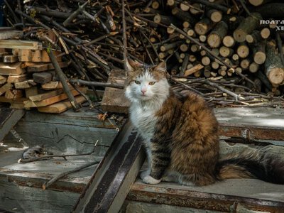 У Полтаві безкоштовно вакцинуватимуть собак і котів від сказу