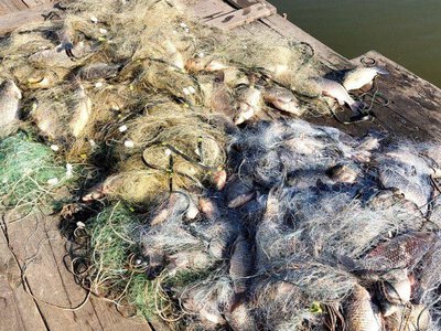 Жителя Полтавщини затримали за браконьєрство на пів мільйона гривень