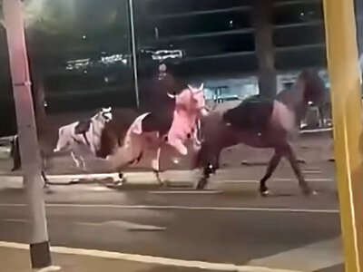 Поліцейський без дозволу запустив феєрверки — коні втекли з репетиції параду (ВІДЕО)