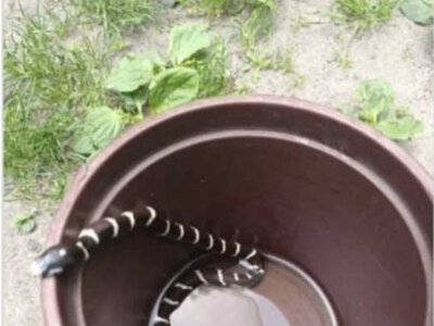 У Житомирі ловили екзотичну змію, яка залізла у сусідню квартиру