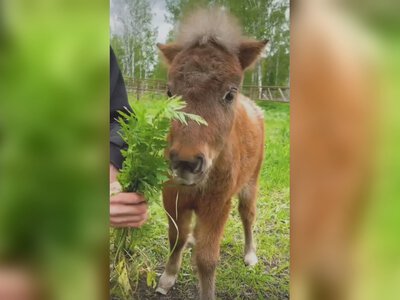 Маленьке диво в екопарку під Харковом: хто народився (відео)