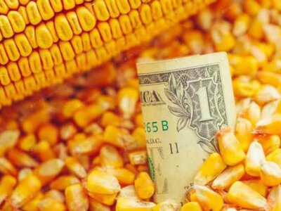 Глобальне падіння кукурудзи: чому український ринок не поспішає слідувати тренду