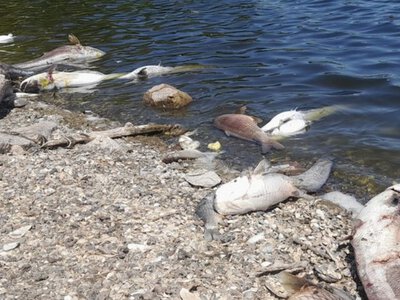 У Запоріжжі на узбережжі Дніпра зафіксовано загибель великої риби