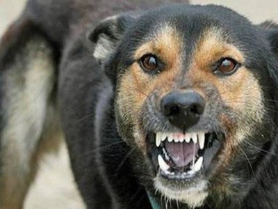 У Дністровському районі через сказ запроваджено карантин