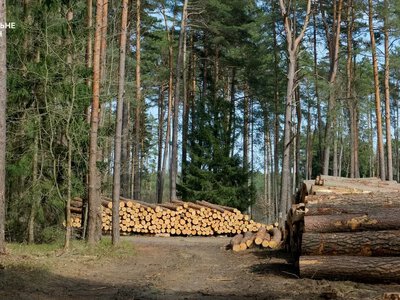 Трьох посадовців судитимуть на Херсонщині за вирубку 2200 дерев і 8 млн грн збитків