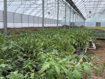 На Чернігівщині суттєво розширять тепличний комплекс