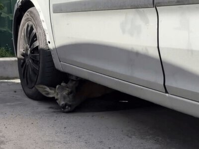У Києві оленя, що ховалося від обстрілу, визволили з-під авто на Осокорках