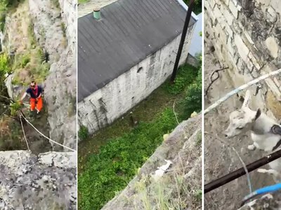 Козеня, яке впало зі скелі, рятували у Кам’янці-Подільському