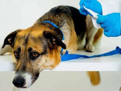 У Мукачеві безкоштовно вакцинуватимуть домашніх тварин від сказу