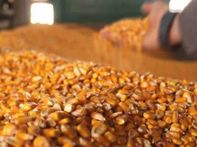 Кукурудза: ціни в Україні падають