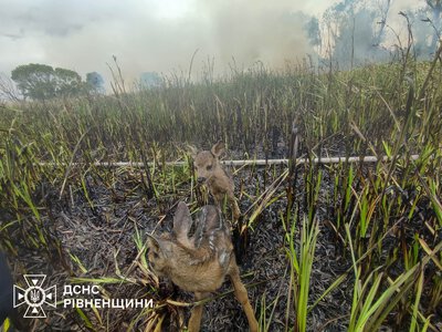 На Рівненщині із пожежі врятували двох оленят