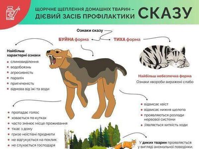 На Житомирщині зафіксували 21 випадок сказу від початку року