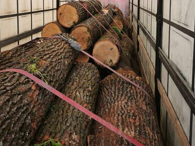 За місяць на трасах Житомирщини — більше 30 фактів незаконного перевезення деревини
