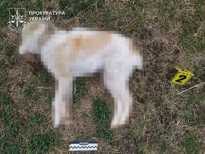 Житель Миколаївської області розстріляв із рушниці собаку сусідки: йому загрожує до восьми років ув'язнення